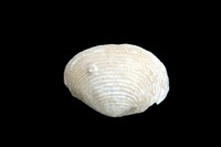 Bivalve sp